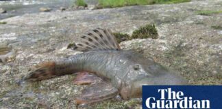27-new-species-discovered-in-peru-expedition-blob-headed-fish-amphibious-mouse