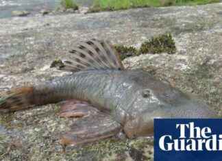 27 New Species Discovered in Peru Expedition: Blob-Headed Fish & Amphibious Mouse 27-new-species-discovered-in-peru-expedition-blob-headed-fish-amphibious-mouse