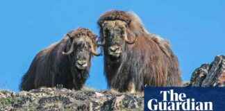 Can Musk Oxen Survive Climate Change? Implications of Rising Temperatures on a Prehistoric Species can-musk-oxen-survive-climate-change-mplications-of-rising-temperatures-on-a-prehistoric-species