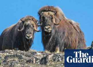 Can Musk Oxen Survive Climate Change? Implications of Rising Temperatures on a Prehistoric Species can-musk-oxen-survive-climate-change-mplications-of-rising-temperatures-on-a-prehistoric-species