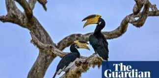 Captivating Wildlife Moments: Dangling Marmoset, Rare Leopard Babies, Eyelash Snake captivating-wildlife-moments-dangling-marmoset-rare-leopard-babies-eyelash-snake