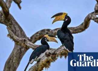 Captivating Wildlife Moments: Dangling Marmoset, Rare Leopard Babies, Eyelash Snake captivating-wildlife-moments-dangling-marmoset-rare-leopard-babies-eyelash-snake