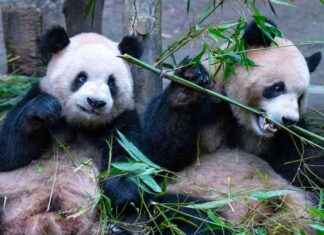 Climate Change Impacting Plant Nutrients: Effects on Herbivores from Insects to Pandas climate-change-mpacting-plant-nutrients-effects-on-herbivores-from-nsects-to-pandas