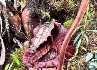 Discovery of New Orangutan-Colored Pitcher Plant in Borneo Mountains discovery-of-new-orangutan-colored-pitcher-plant-in-borneo-mountains