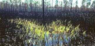 Ferns’ Ancient Resilience Supports Ecosystem Recovery – Eco-Friendly Insights ferns-ancient-resilience-supports-ecosystem-recovery-eco-friendly-nsights