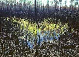 Ferns’ Ancient Resilience Supports Ecosystem Recovery – Eco-Friendly Insights ferns-ancient-resilience-supports-ecosystem-recovery-eco-friendly-nsights