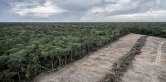 forest-carbon-credits-quality-label-sparks-controversy-experts-resign-from-market-watchdog