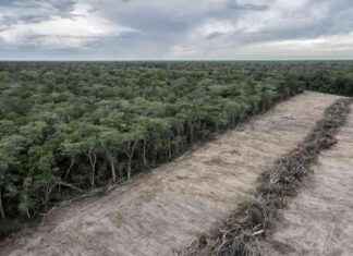 Forest carbon credits quality label sparks controversy: Experts resign from market watchdog forest-carbon-credits-quality-label-sparks-controversy-experts-resign-from-market-watchdog