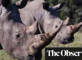 Legalizing Rhino Horn Trade: Wildlife Expert Urges Change in Attitude legalizing-rhino-horn-trade-wildlife-expert-urges-change-in-attitude