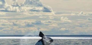 longevity-of-right-whales-research-reveals-lifespan-of-130-years-eco-friendly-study