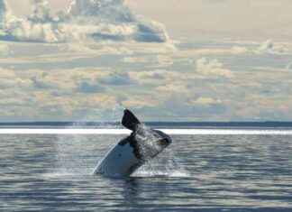 Longevity of Right Whales: Research Reveals Lifespan of 130 Years – Eco-Friendly Study longevity-of-right-whales-research-reveals-lifespan-of-130-years-eco-friendly-study