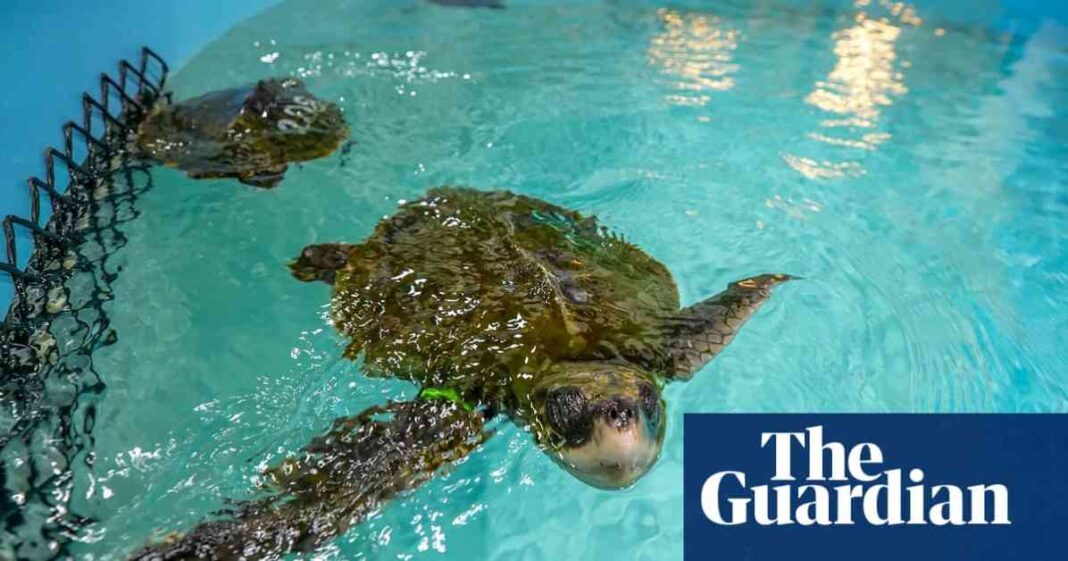 ncrease-in-whale-turtle-and-dolphin-strandings-on-cape-cod-causes-and-solutions