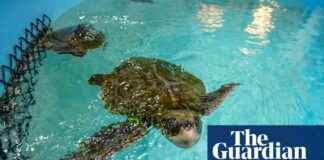 Increase in Whale, Turtle, and Dolphin Strandings on Cape Cod: Causes and Solutions ncrease-in-whale-turtle-and-dolphin-strandings-on-cape-cod-causes-and-solutions