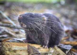 New Animal Species Discovered in Peruvian Amazon Expedition: Amphibious Mouse and More new-animal-species-discovered-in-peruvian-amazon-expedition-amphibious-mouse-and-more