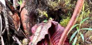 Orangutan-Colored Pitcher Plant: New Species Found in Borneo Mountains orangutan-colored-pitcher-plant-new-species-found-in-borneo-mountains