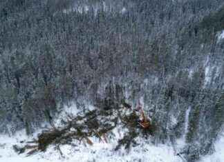 Protecting Forests in Global North Countries: A Call to Action protecting-forests-in-global-north-countries-a-call-to-action