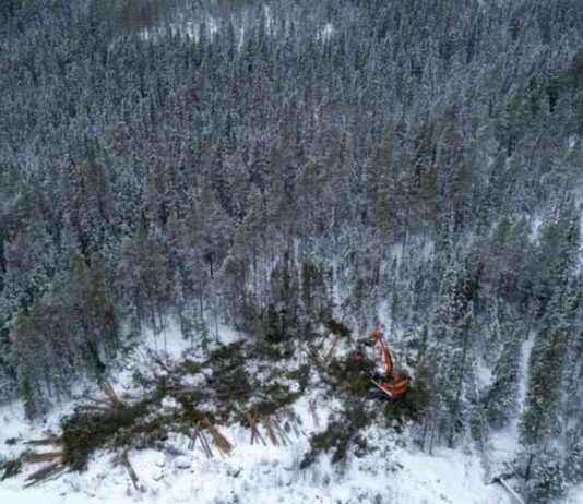 Protecting Forests in Global North Countries: A Call to Action protecting-forests-in-global-north-countries-a-call-to-action