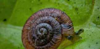Rare Snails Reintroduced to Moroccan Island: Conservation Success Story rare-snails-reintroduced-to-moroccan-sland-conservation-success-story