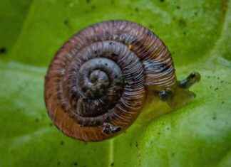 Rare Snails Reintroduced to Moroccan Island: Conservation Success Story rare-snails-reintroduced-to-moroccan-sland-conservation-success-story