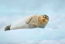 Recognizing Links Between Climate and Nature in ICJ Climate Justice Proceedings recognizing-links-between-climate-and-nature-in-cj-climate-justice-proceedings