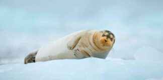 Recognizing Links Between Climate and Nature in ICJ Climate Justice Proceedings recognizing-links-between-climate-and-nature-in-cj-climate-justice-proceedings