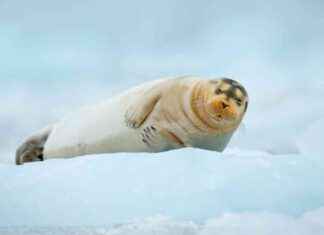 Recognizing Links Between Climate and Nature in ICJ Climate Justice Proceedings recognizing-links-between-climate-and-nature-in-cj-climate-justice-proceedings