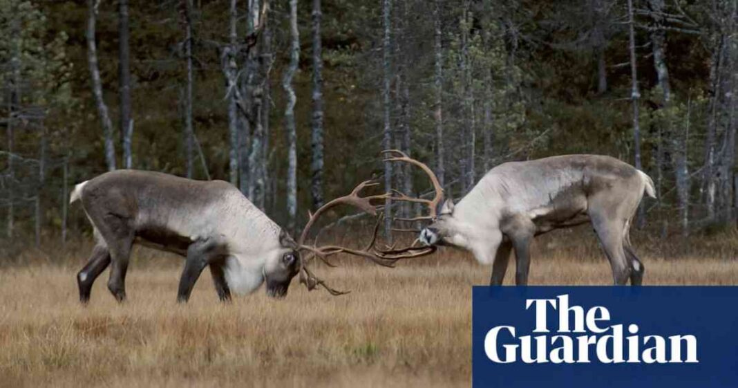 reviving-finlands-reindeer-folklore-and-songs-in-rewilding-efforts