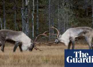 Reviving Finland’s Reindeer: Folklore and Songs in Rewilding Efforts reviving-finlands-reindeer-folklore-and-songs-in-rewilding-efforts