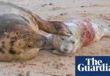 Seal Population Boom: Norfolk’s Wildlife Safari Success seal-population-boom-norfolks-wildlife-safari-success
