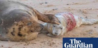 seal-population-boom-norfolks-wildlife-safari-success