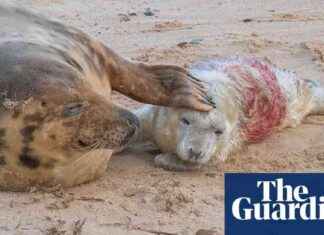 Seal Population Boom: Norfolk’s Wildlife Safari Success seal-population-boom-norfolks-wildlife-safari-success