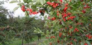 The Impact of Climate Change on Cherry Farming in the United States the-mpact-of-climate-change-on-cherry-farming-in-the-united-states