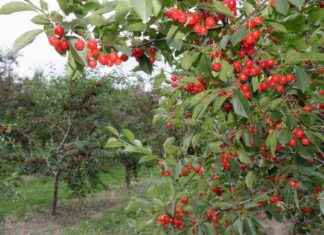 The Impact of Climate Change on Cherry Farming in the United States the-mpact-of-climate-change-on-cherry-farming-in-the-united-states