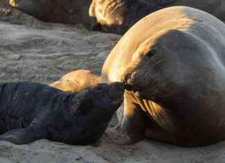 The Importance of Older, Larger Animals in Ecosystems: A Closer Look – Inside Climate News the-mportance-of-older-larger-animals-in-ecosystems-a-closer-look-nside-climate-news