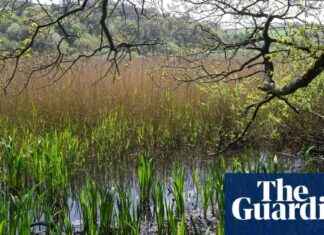 Threat to English Wildlife from Lack of Scrutiny: A Concern for Conservation threat-to-english-wildlife-from-lack-of-scrutiny-a-concern-for-conservation