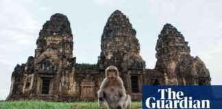 Wildlife in Pictures: Macaques, Bees, and an Egret – Weekly Highlights wildlife-in-pictures-macaques-bees-and-an-egret-weekly-highlights