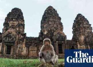 Wildlife in Pictures: Macaques, Bees, and an Egret – Weekly Highlights wildlife-in-pictures-macaques-bees-and-an-egret-weekly-highlights