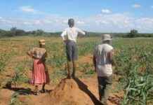 Adaptation-focused NDC in Botswana prioritizes drought-resistant cattle adaptation-focused-ndc-in-botswana-prioritizes-drought-resistant-cattle