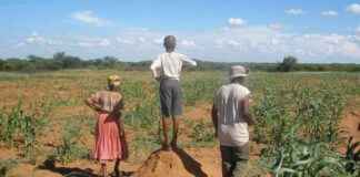 Adaptation-focused NDC in Botswana prioritizes drought-resistant cattle adaptation-focused-ndc-in-botswana-prioritizes-drought-resistant-cattle