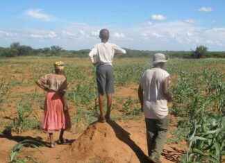 Adaptation-focused NDC in Botswana prioritizes drought-resistant cattle adaptation-focused-ndc-in-botswana-prioritizes-drought-resistant-cattle