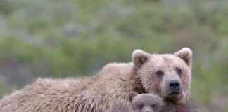 Alaska to Resume Aerial Shooting of Wolves and Bears: Environmental Concerns alaska-to-resume-aerial-shooting-of-wolves-and-bears-environmental-concerns