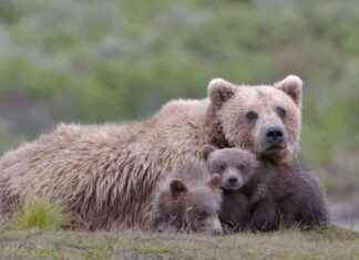 Alaska to Resume Aerial Shooting of Wolves and Bears: Environmental Concerns alaska-to-resume-aerial-shooting-of-wolves-and-bears-environmental-concerns