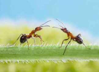 Ants Can Hold Grudges and Learn from Experience: Study Results – EcoWatch ants-can-hold-grudges-and-learn-from-experience-study-results-ecowatch