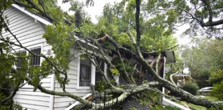 arbor-day-foundations-10-million-tree-planting-nitiative-in-response-to-hurricane-destruction-eco-friendly-news