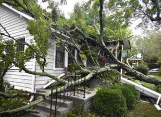 Arbor Day Foundation’s 10 Million Tree Planting Initiative in Response to Hurricane Destruction – Eco-Friendly News arbor-day-foundations-10-million-tree-planting-nitiative-in-response-to-hurricane-destruction-eco-friendly-news