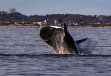 Biden Administration Abandons Plan for Slower Ocean Speed Limits to Protect Right Whales biden-administration-abandons-plan-for-slower-ocean-speed-limits-to-protect-right-whales