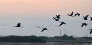 California Rice Fields: A Lifeline for Threatened Migratory Waterbirds california-rice-fields-a-lifeline-for-threatened-migratory-waterbirds