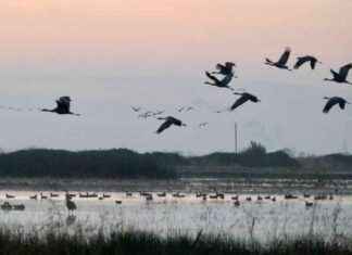 California Rice Fields: A Lifeline for Threatened Migratory Waterbirds california-rice-fields-a-lifeline-for-threatened-migratory-waterbirds