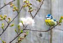 Chemicals in Pet Flea Treatments Linked to Songbird Deaths chemicals-in-pet-flea-treatments-linked-to-songbird-deaths