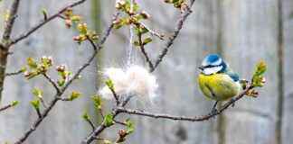 Chemicals in Pet Flea Treatments Linked to Songbird Deaths chemicals-in-pet-flea-treatments-linked-to-songbird-deaths